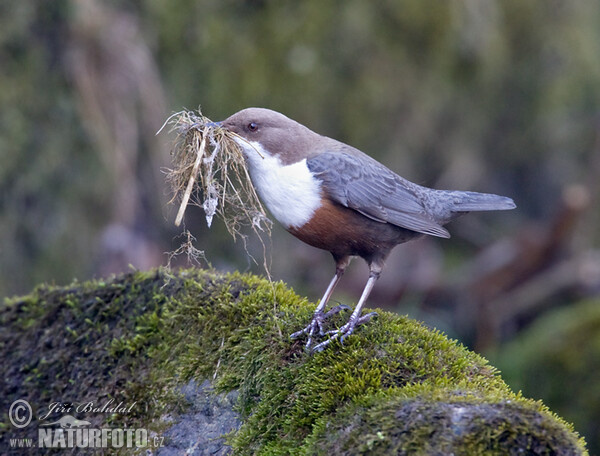 Dipper (Cinclus cinclus)