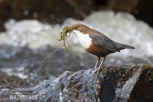 Dipper (Cinclus cinclus)