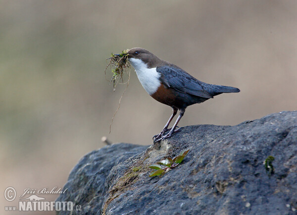 Dipper (Cinclus cinclus)