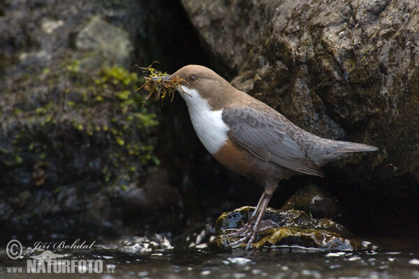 Dipper (Cinclus cinclus)