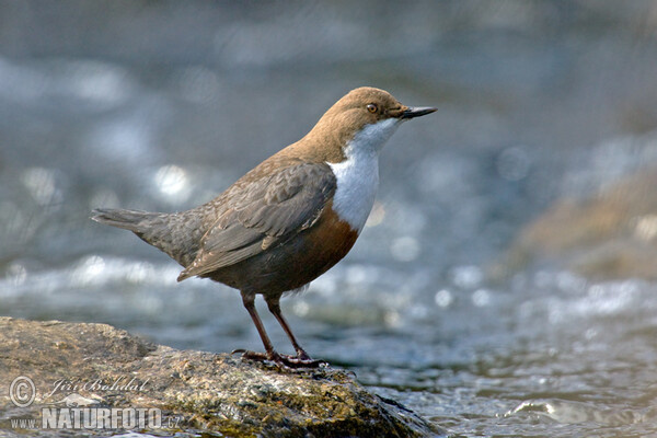 Dipper (Cinclus cinclus)