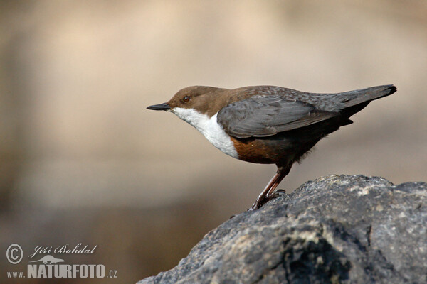 Dipper (Cinclus cinclus)