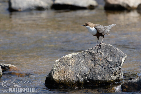 Dipper (Cinclus cinclus)