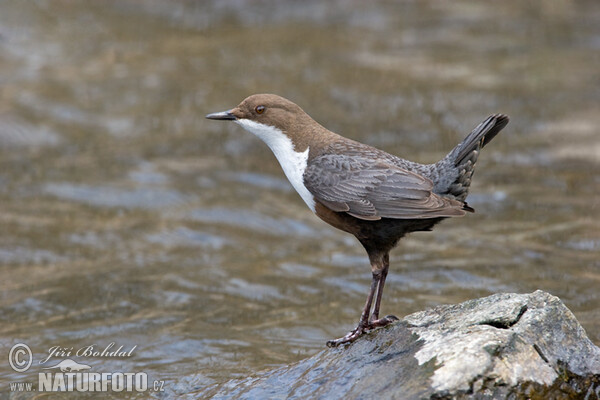 Dipper (Cinclus cinclus)