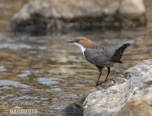 Dipper (Cinclus cinclus)