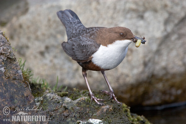 Dipper (Cinclus cinclus)