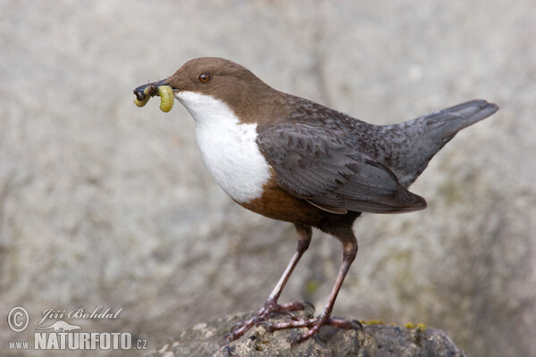 Dipper (Cinclus cinclus)