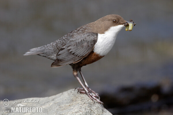 Dipper (Cinclus cinclus)