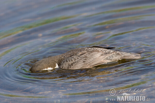 Dipper (Cinclus cinclus)