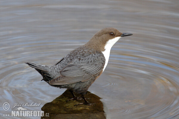 Dipper (Cinclus cinclus)