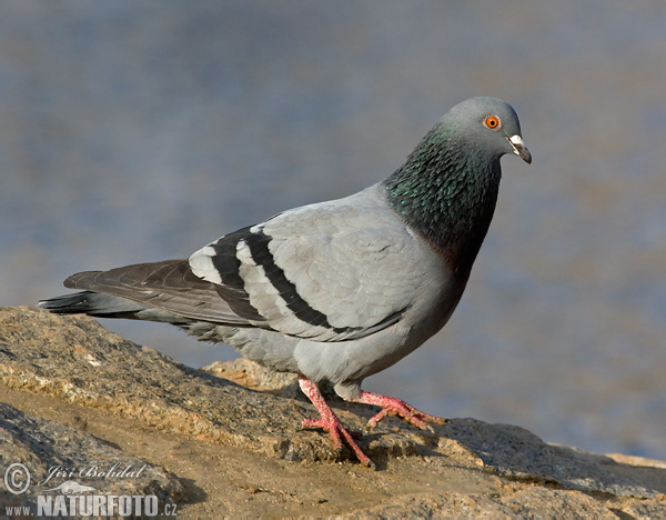 Domestic Pigeon (Columba livia f. domestica)