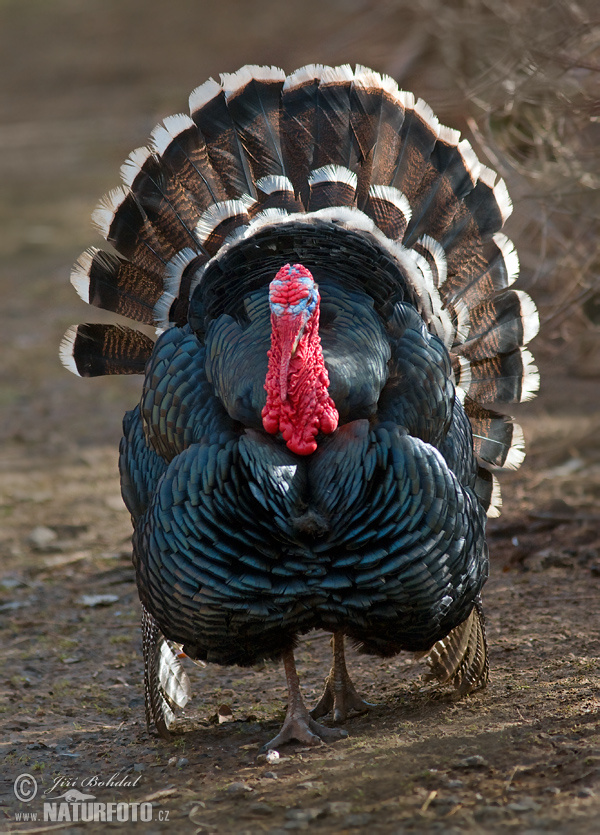 Domesticated turkey (Meleagris gallopavo f. domestica)