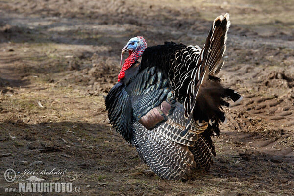 Domesticated turkey (Meleagris gallopavo f. domestica)