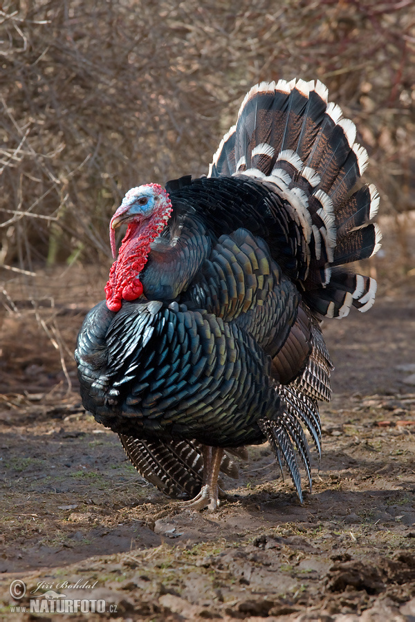 Domesticated turkey (Meleagris gallopavo f. domestica)