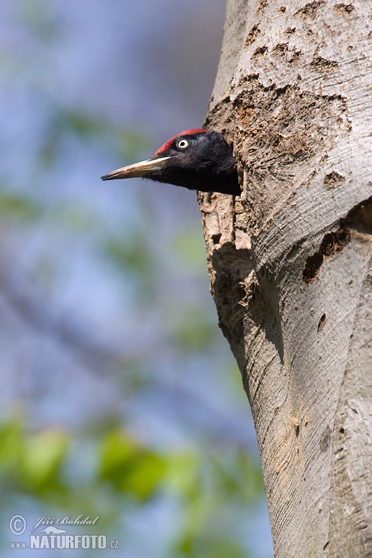 Dryocopus martius