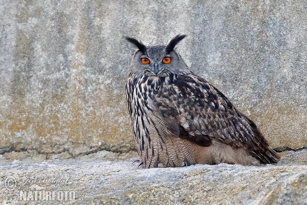 Eagle Owl (Bubo bubo)