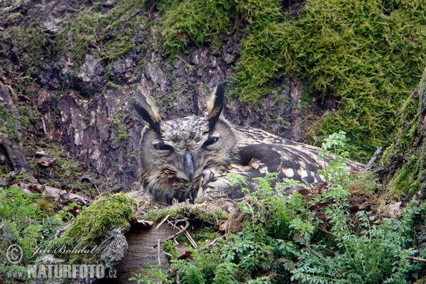 Eagle Owl (Bubo bubo)