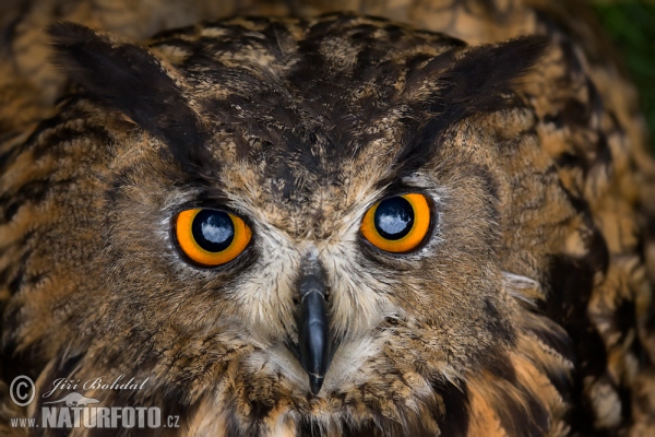 Eagle Owl (Bubo bubo)