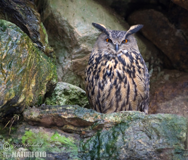 Eagle Owl (Bubo bubo)