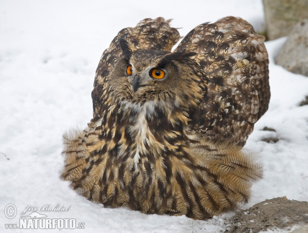 Eagle Owl (Bubo bubo)