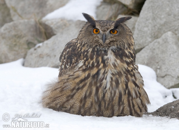 Eagle Owl (Bubo bubo)