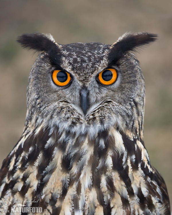 Eagle Owl (Bubo bubo)