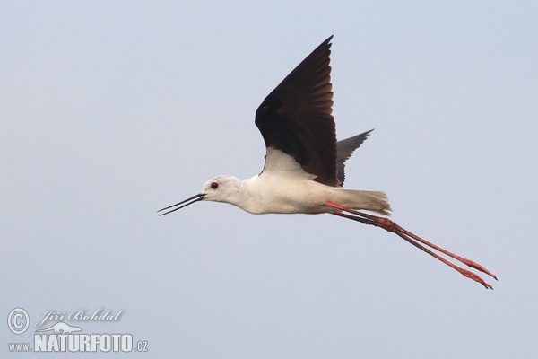 Échasse blanche