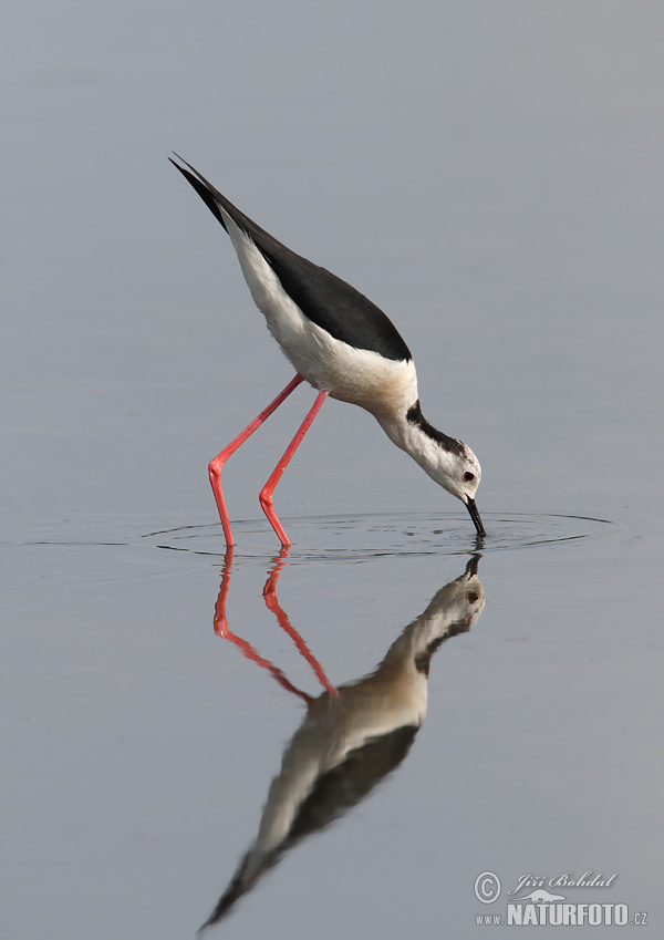 Échasse blanche