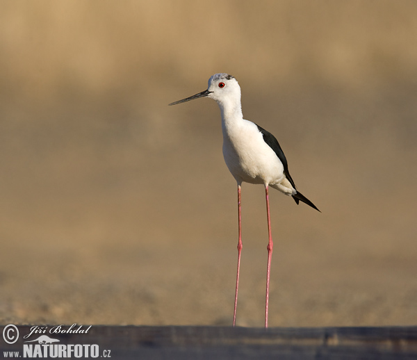 Échasse blanche