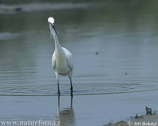 Egretta garzetta