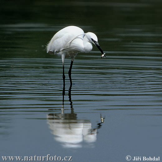 Egretta garzetta