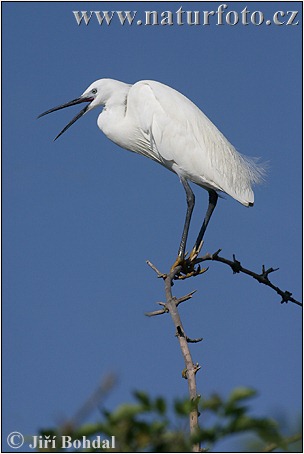 Egretta garzetta