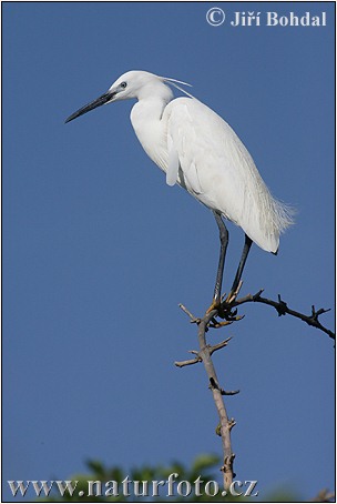 Egretta garzetta