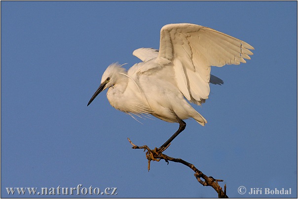 Egretta garzetta