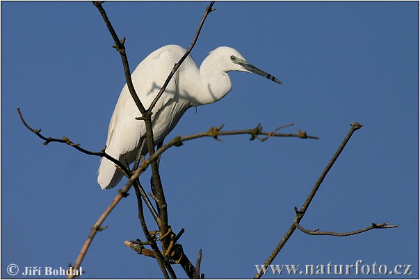 Egretta garzetta