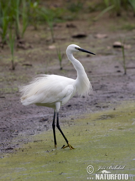 Egretta garzetta