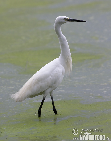 Egretta garzetta