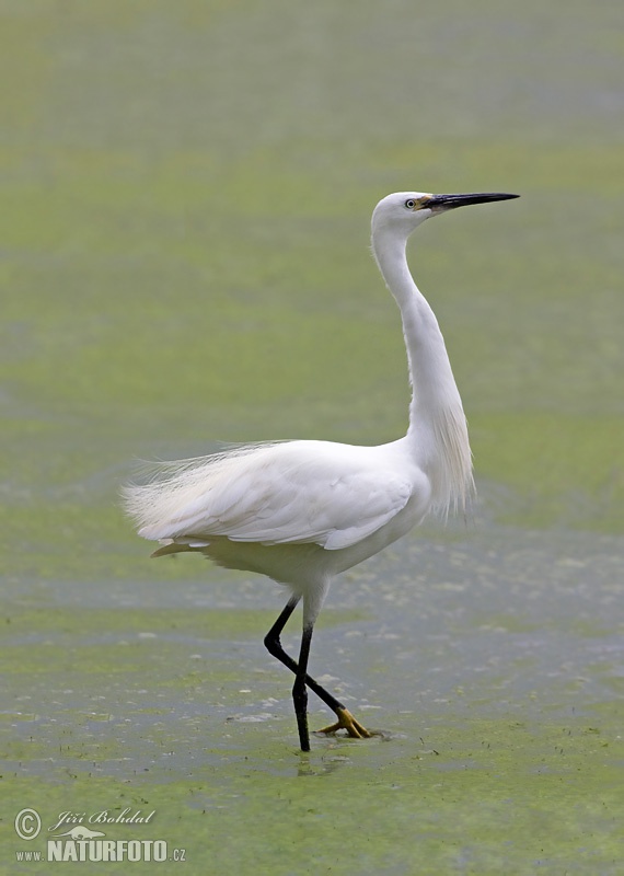 Egretta garzetta