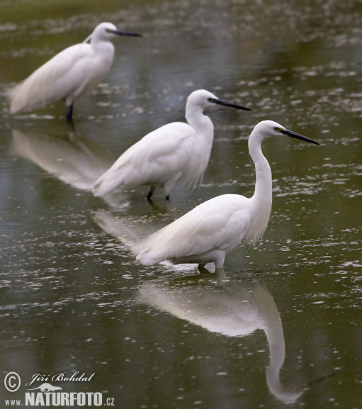 Egretta garzetta