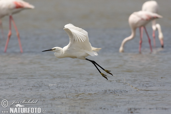 Egretta garzetta