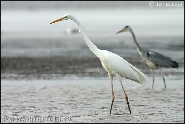 Egretthegre