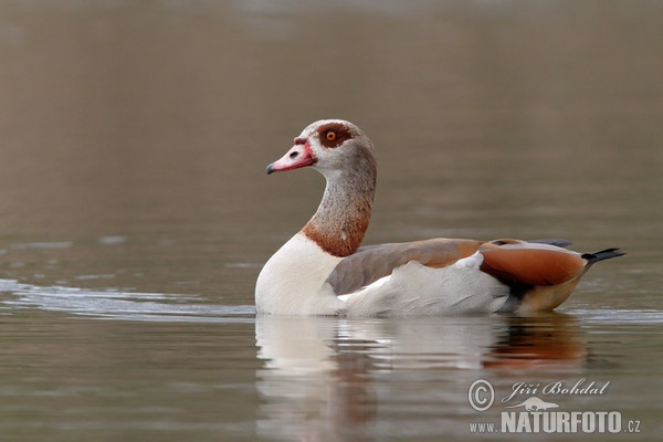 Egyptian Goose (Alopochen aegyptiacus)