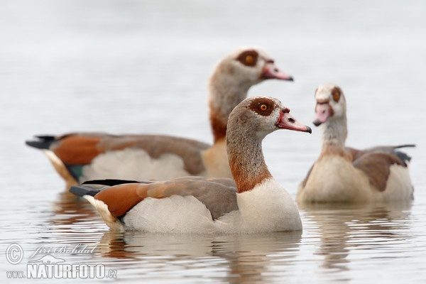 Egyptian Goose (Alopochen aegyptiacus)