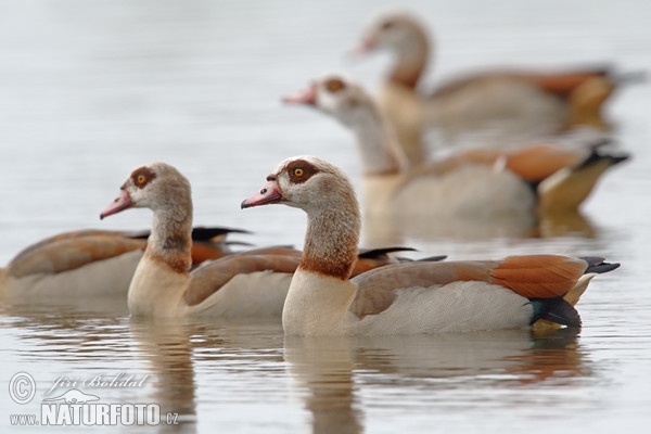 Egyptian Goose (Alopochen aegyptiacus)