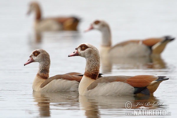 Egyptian Goose (Alopochen aegyptiacus)