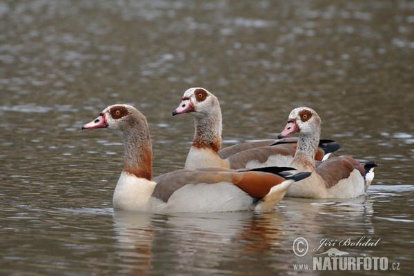 Egyptian Goose (Alopochen aegyptiacus)