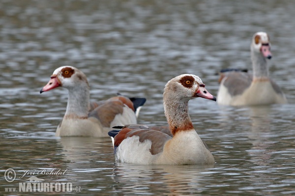 Egyptian Goose (Alopochen aegyptiacus)