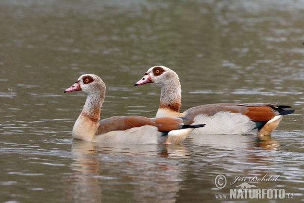 Egyptian Goose (Alopochen aegyptiacus)