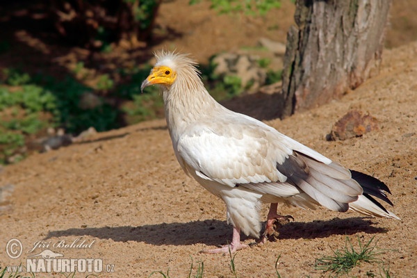 Egyptian Vulture (Neophron percnopterus)