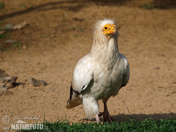 Egyptian Vulture (Neophron percnopterus)